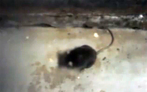 Νεκρά ποντίκια στην Οδοντιατρική σχολή της Θεσσαλονίκης