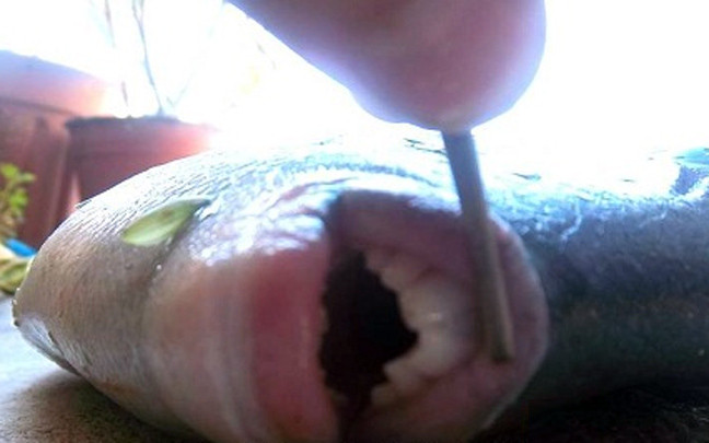 Ψάρι με ανθρώπινα δόντια!