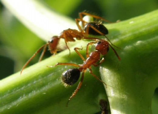 O ύπουλος ρόλος των μυρμηγκιών