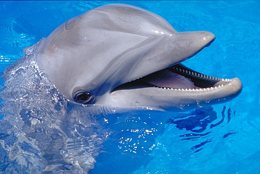 Επικίνδυνα για τα δελφίνια τα Δελφινάρια