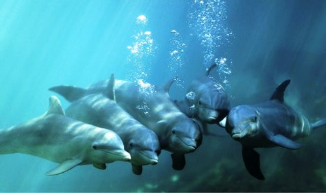 «Στοπ» στις σεισμικές έρευνες για προστασία των δελφινιών