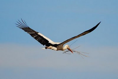 Καλή η αναπαραγωγική περίοδος για τους πελαργούς στον Έβρο
