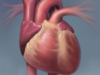 Οι «σωματοφύλακες» της καρδιάς σας