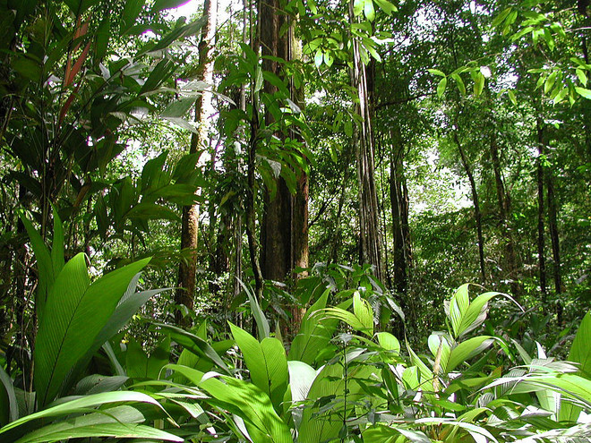 Φυτό της Αμαζονίας κατά του καρκίνου