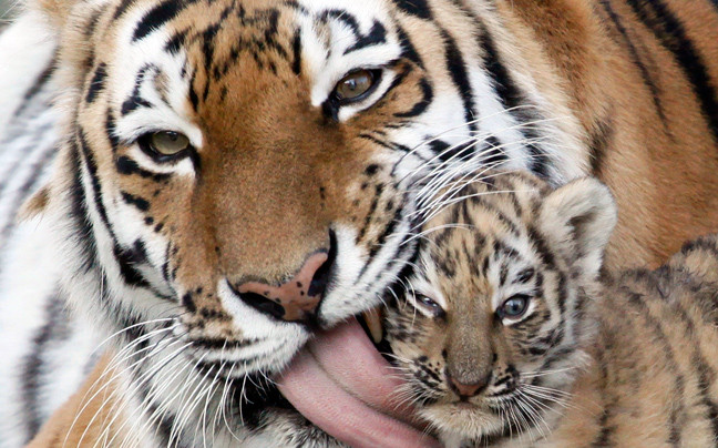 Επιστρατεύονται οι ειδικές δυνάμεις για την προστασία των τίγρεων