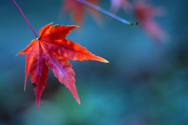 Γιατί κοκκινίζουν τα φύλλα το φθινόπωρο