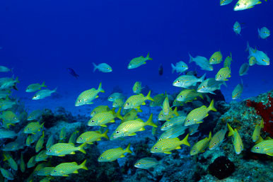 ΗΠΑ: SOS για τα θαλάσσια είδη αν δεν αντιμετωπιστεί η υπερθέρμανση του πλανήτη
