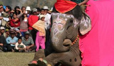 Ετήσια καλλιστεία ελεφάντων στο Νεπάλ