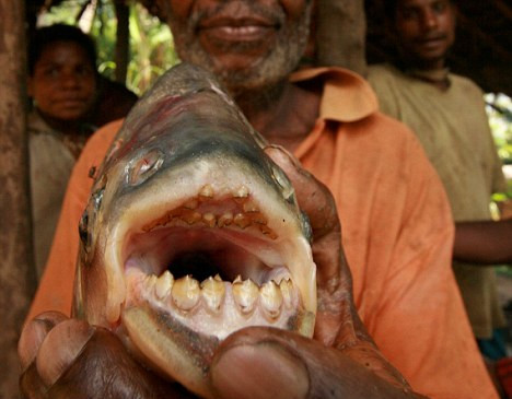 Έπιασε το ψάρι που ευνούχιζε ψαράδες στη Νέα Γουινέα