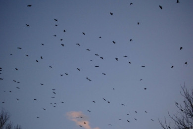 Χιλιάδες κοράκια εισβάλλουν στην Πενσυλβάνια