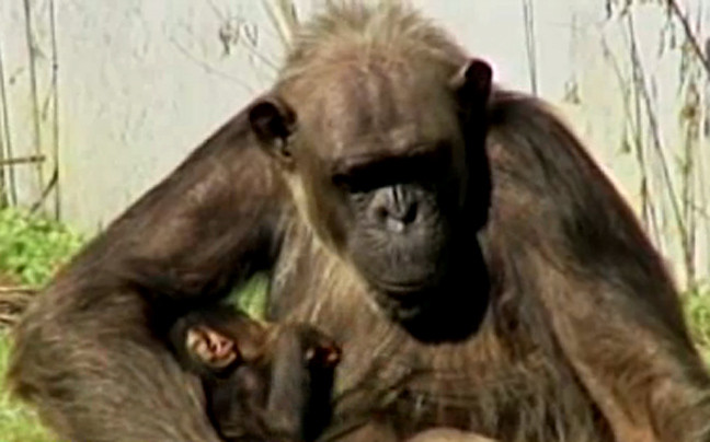 Χιμπατζής… αγνώστου πατρός