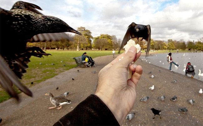 Ταΐζοντας τα πτηνά στο κεντρικό Λονδίνο