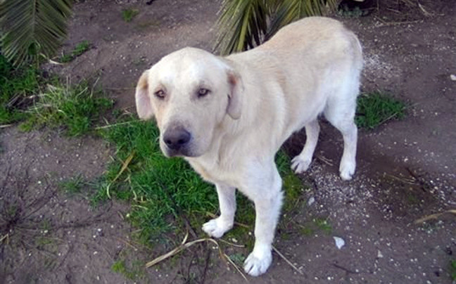 Ασυνείδητοι τύφλωσαν σκυλάκι στα Χανιά