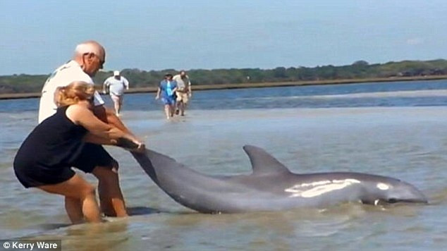 Απίστευτη διάσωση δελφινιού στη Φλόριντα