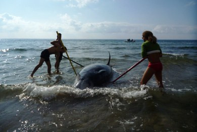 Στρατιωτικές ασκήσεις σκότωσαν τις φάλαινες-ζιφιούς στο Ιόνιο