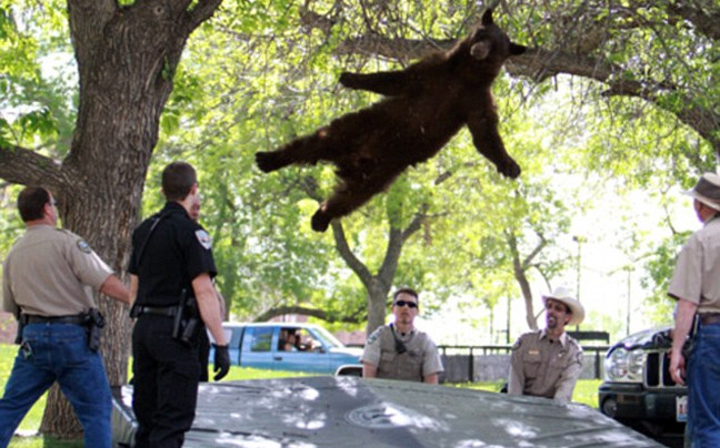 Θεαματική πτώση αρκούδας από δέντρο ύψους 4 μέτρων