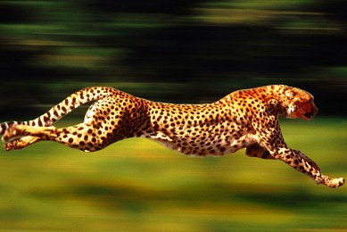 Η ταχύτητα των ζώων εξαρτάται από το μέγεθος;