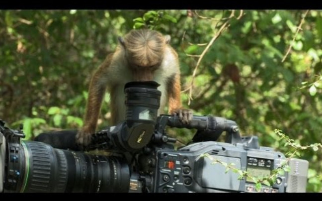 Μαϊμούδες καμεραμάν