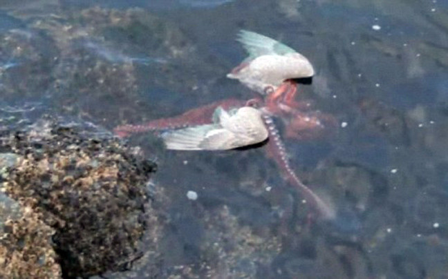 Χταπόδι τραβάει ένα γλάρο μέσα στη θάλασσα