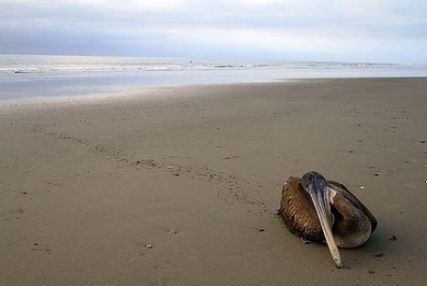 Μαζικοί θάνατοι πτηνών και δελφινιών στο Περού