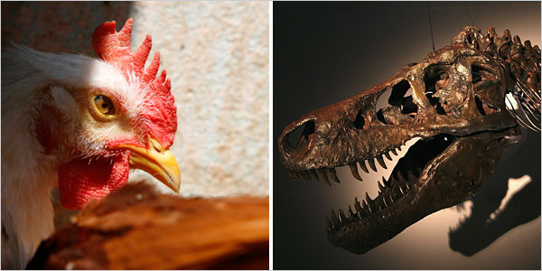 Τα πτηνά είναι οι απόγονοι των δεινοσαύρων