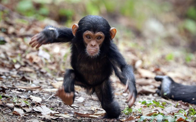 Τα πρώτα βήματα του μικρού χιμπατζή