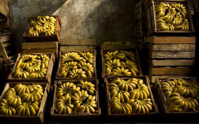 Δεκαπέντε τόνοι μπανάνας σε άνεργους