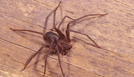 Ανατίναξε το σπίτι της προσπαθώντας να σκοτώσει μια αράχνη