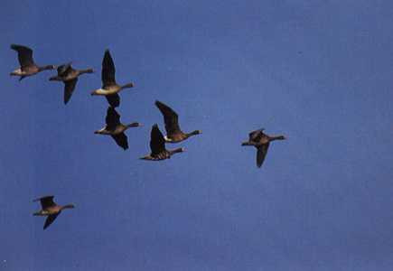 Τα μεταναστευτικά πουλιά «έφεραν» τον ιό του Δυτικού Νείλου