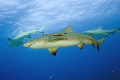 «Έξυπνοι λεμονοκαρχαρίες» εκπαιδεύονται από τους φίλους τους
