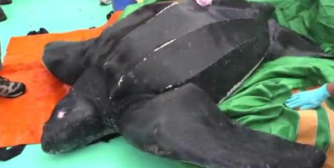 Διάσωση θαλάσσιας χελώνας δύο μέτρων στη Μασαχουσέτη