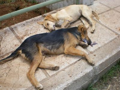 Πυροβόλησαν και άλλο σκύλο στην Κρήτη