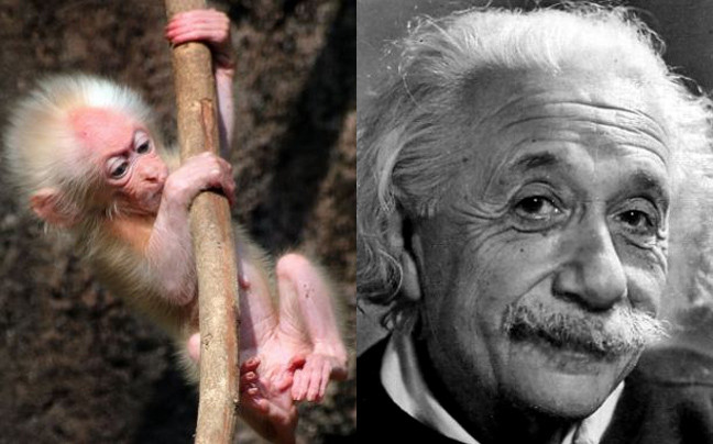 Το πιθηκάκι που μοιάζει στον… Αϊνστάιν