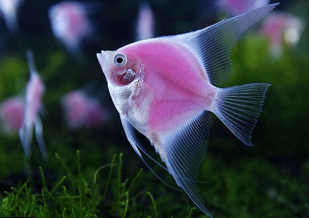 Το πρώτο ροζ φωσφοριζέ ψάρι