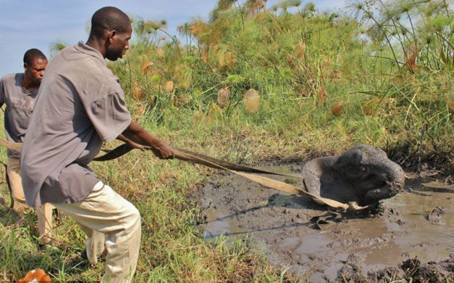Συγκινητική διάσωση ελέφαντα στον Ζαμβέζη ποταμό