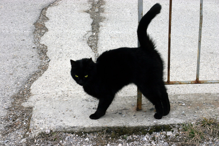 Μαύρες γάτες, σπασμένοι καθρέπτες και σφαγμένοι κόκορες