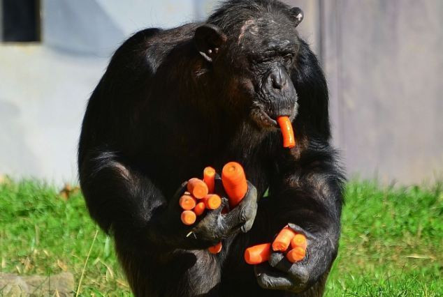 Ο άπληστος χιμπατζής