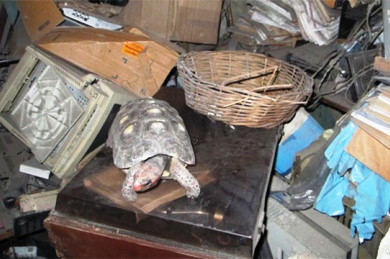 Χελώνα επιβίωσε μετά από 30 χρόνια ξεχασμένη σε αποθήκη