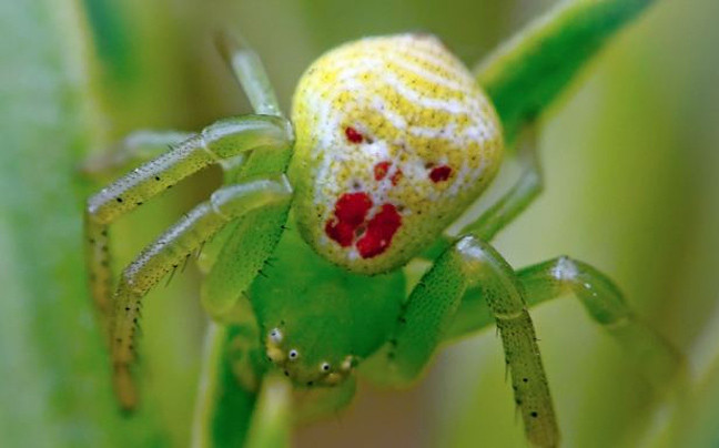 Η αράχνη με το τρομακτικό πρόσωπο