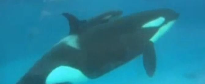 Φάλαινα δολοφόνος γεννά το μωρό της