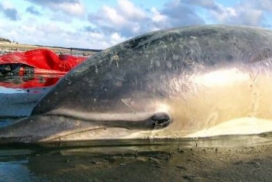 Διάσωση δελφινιού στο Κουίνσλαντ της Αυστραλίας