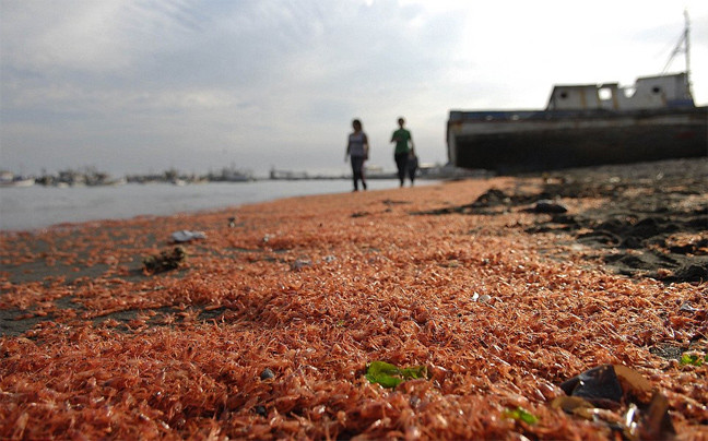 Χιλιάδες νεκρές γαρίδες σε ακτή της Χιλής