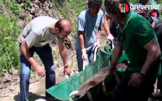 Διάσωση τραυματισμένης αρκούδας στα Γρεβενά