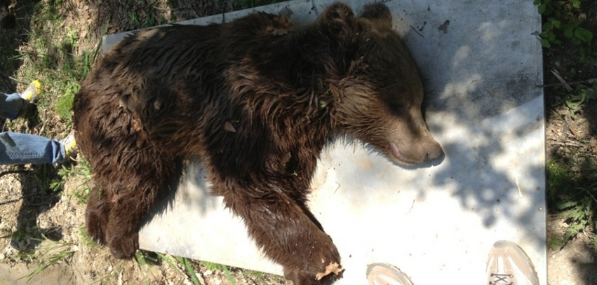 Νέο τροχαίο ατύχημα με αρκούδα στην Εγνατία Οδό