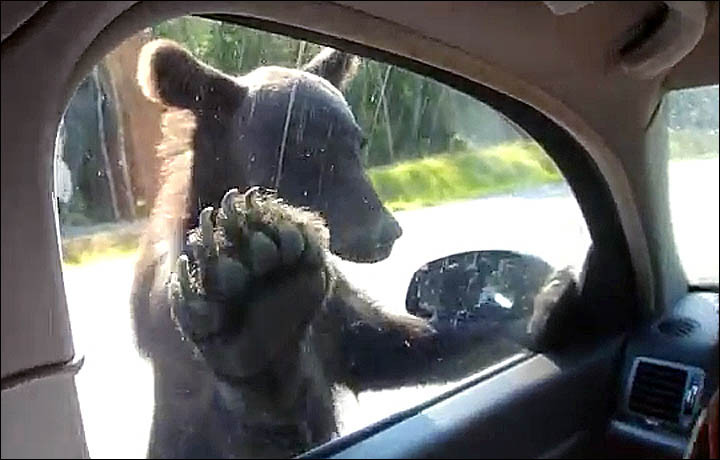 Αρκούδα εκλιπαρεί για φαγητό τους επιβάτες αυτοκινήτου