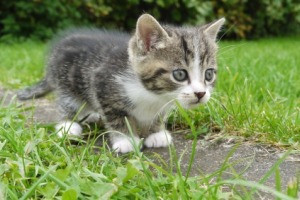 Αύξηση στο λαθρεμπόριο γούνας γάτας στην Ελβετία