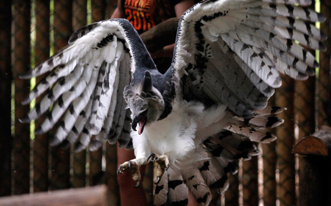 Ο αετός-σύμβολο του Παναμά