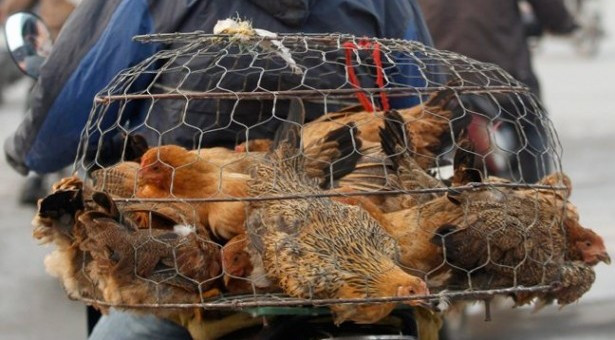 Ρουμανία: Επιδημία της γρίπης των πτηνών σε αγρόκτημα