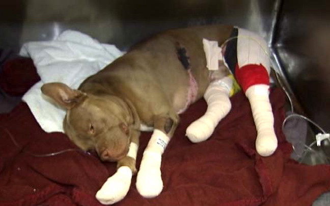 Φροντίδα για σκυλί που τραυματίστηκε από πυροτεχνήματα της 4ης Ιουλίου