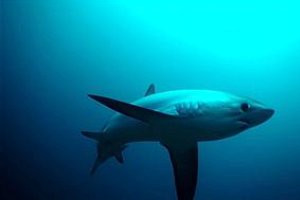 Σώθηκε από επίθεση καρχαρία για δεύτερη φορά!